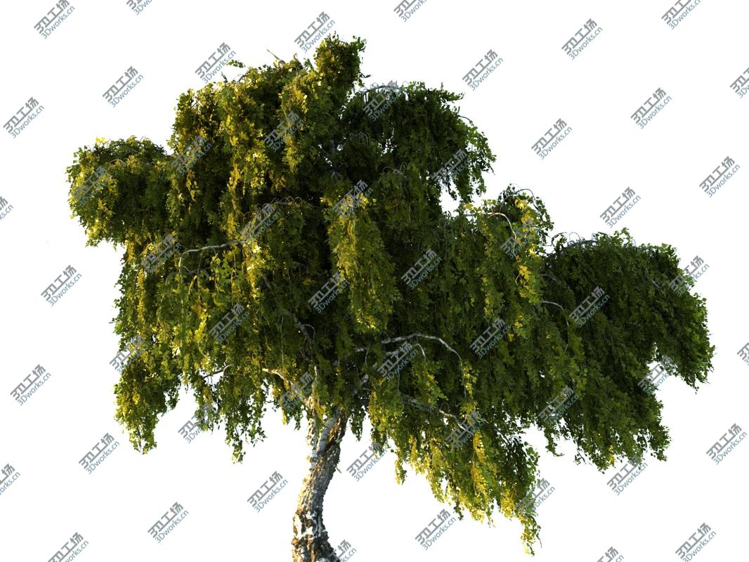 images/goods_img/202105072/Birch-Tree Animated 3D model/2.jpg